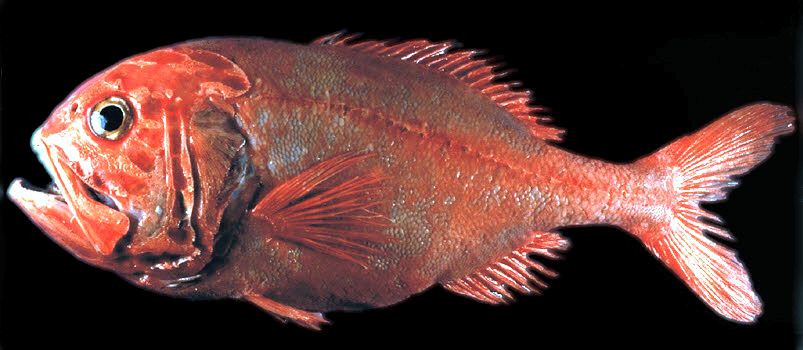 Hoplostethus atlanticus_05.jpg